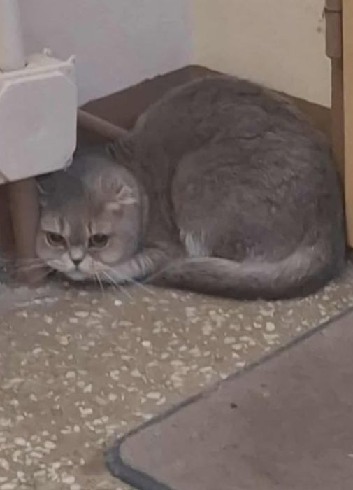 Zaginęła kotka w okolicy ul. RAJDOWA 4(na Retkini)