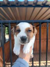 Jack Russell Terrier-Piesek 3 Miot B