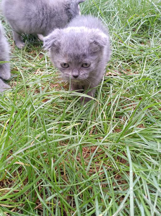 Кошенята шотландські