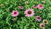 Jeżówka purpurowa Echinacea Purpurowa - duże gęste sadzonki