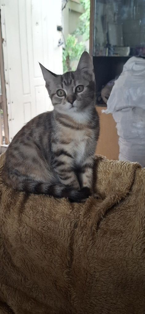 Котенок девочка 4 месяца.