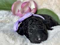 Hiszpański Pies Dowodny - ( jak lagotto )