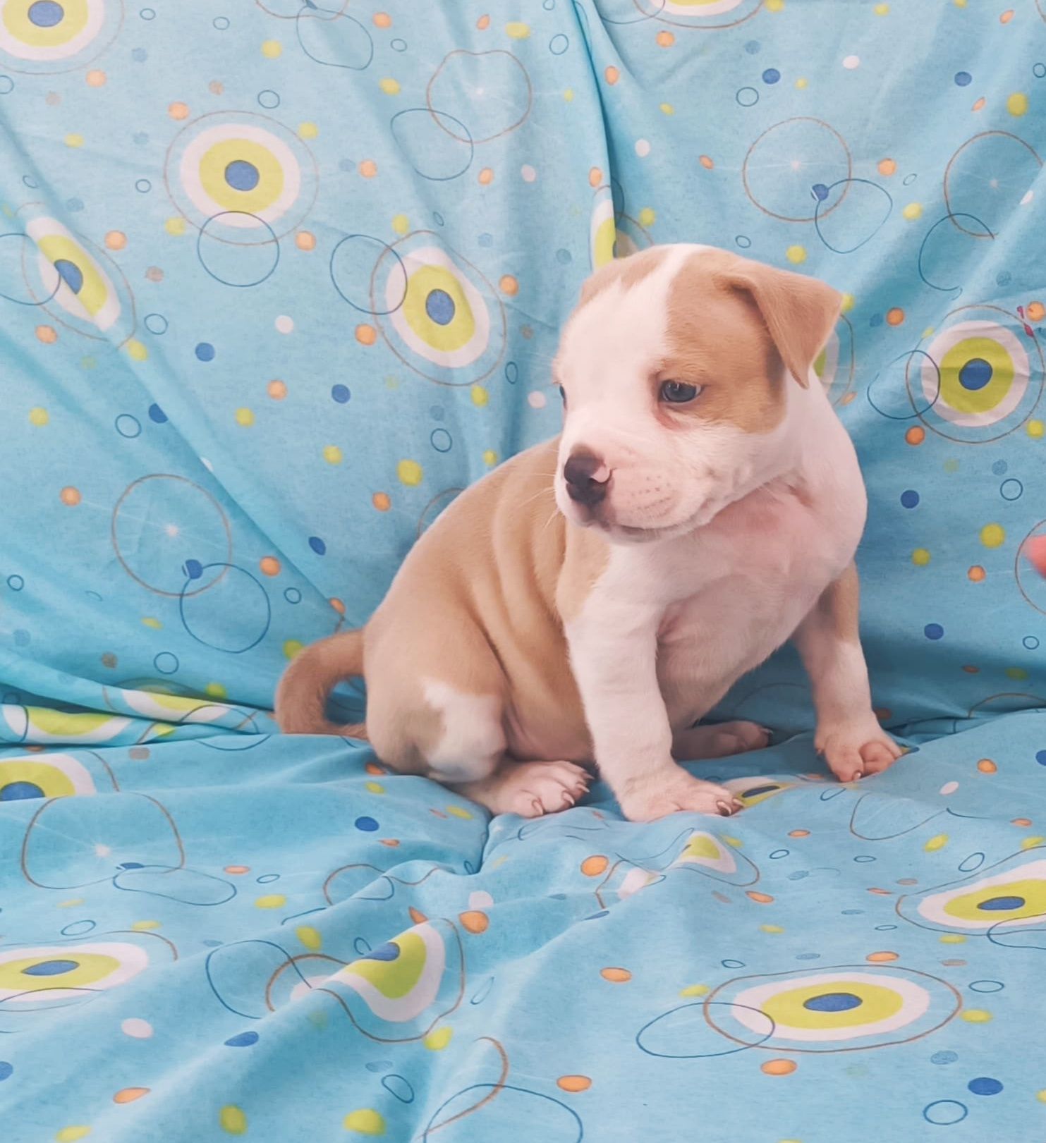 American pitbull macho