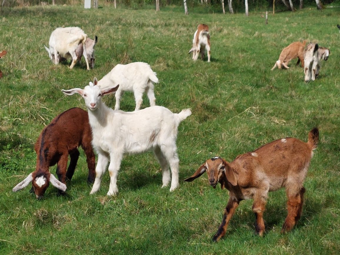 Kozki I koziolki.