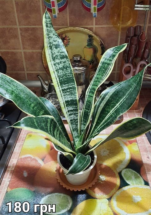 Сансевієрія Futura Superba