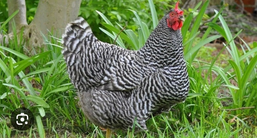 Продам домашні кури