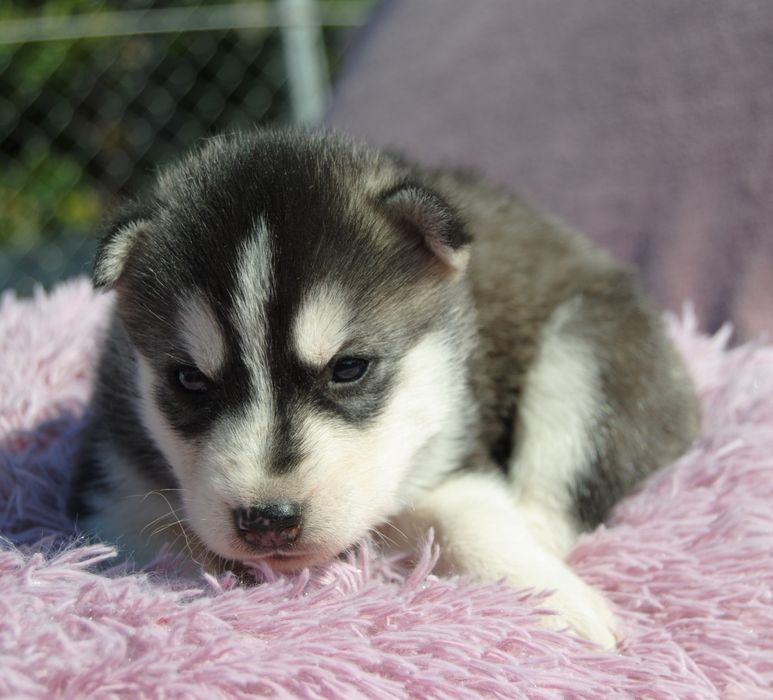 Хасята цуценята. Хаскі.