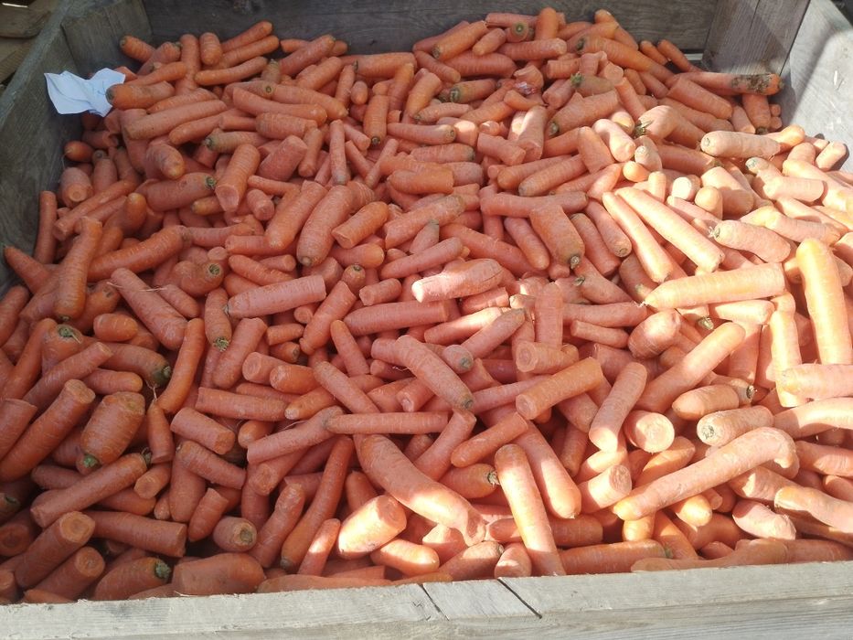 Marchew odpadowa 40 gr kg