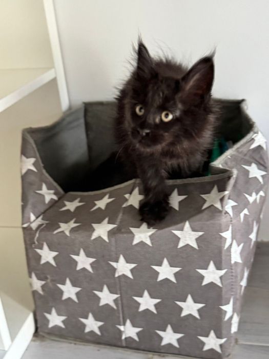Piękny czarny maine coon Enzo felis polonia