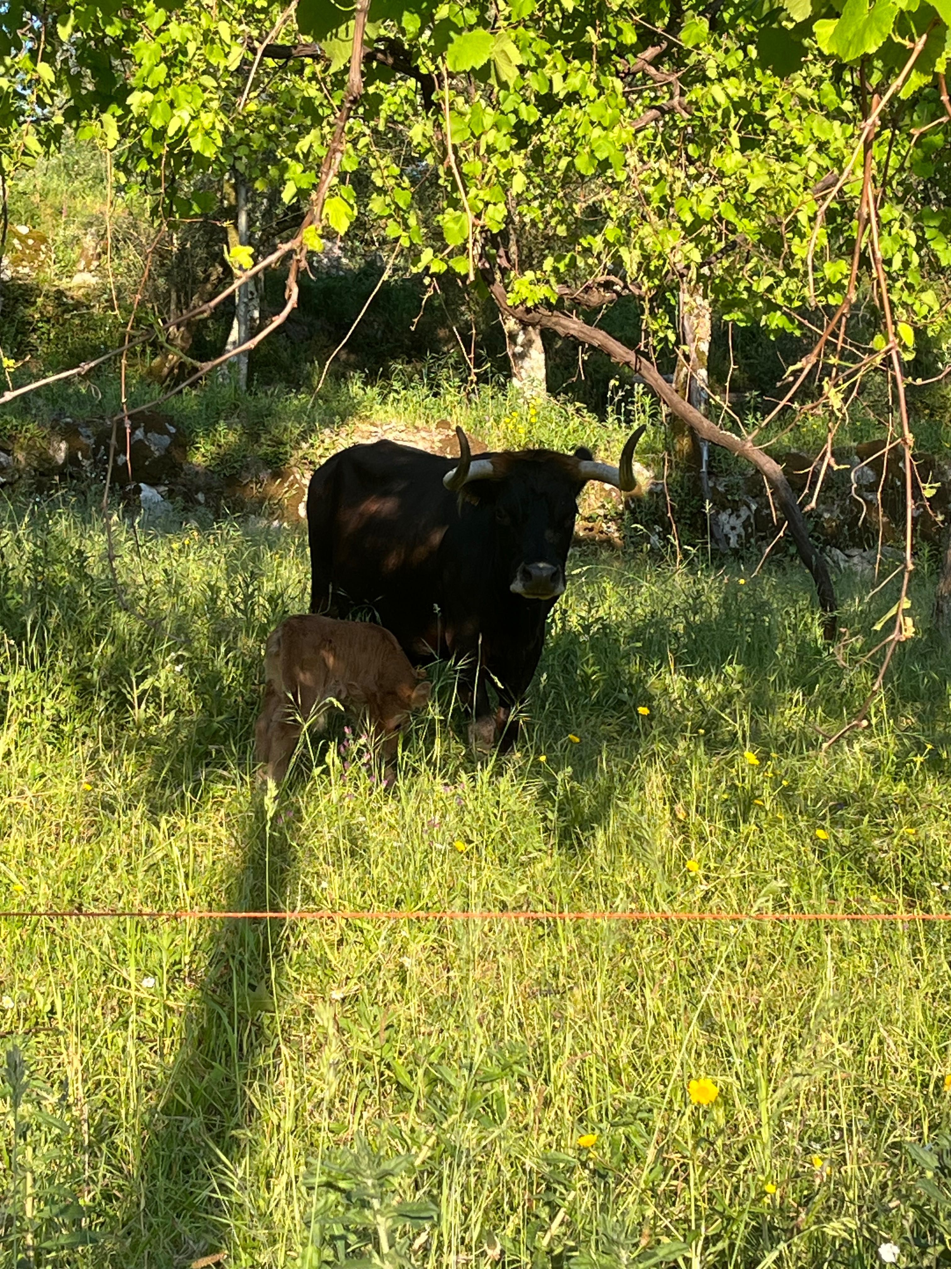 Vendo duas vacas e uma vitela maronesas