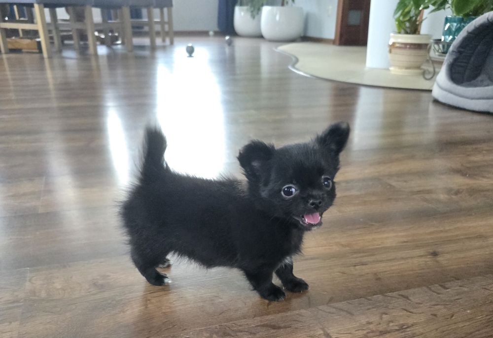 Piesek chihuahua długowłosy