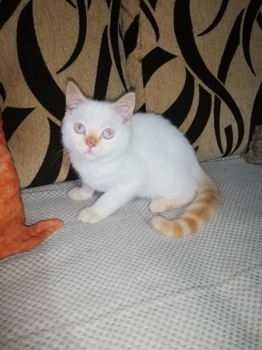 Kot koty kocięta brytyjski wykastrowany