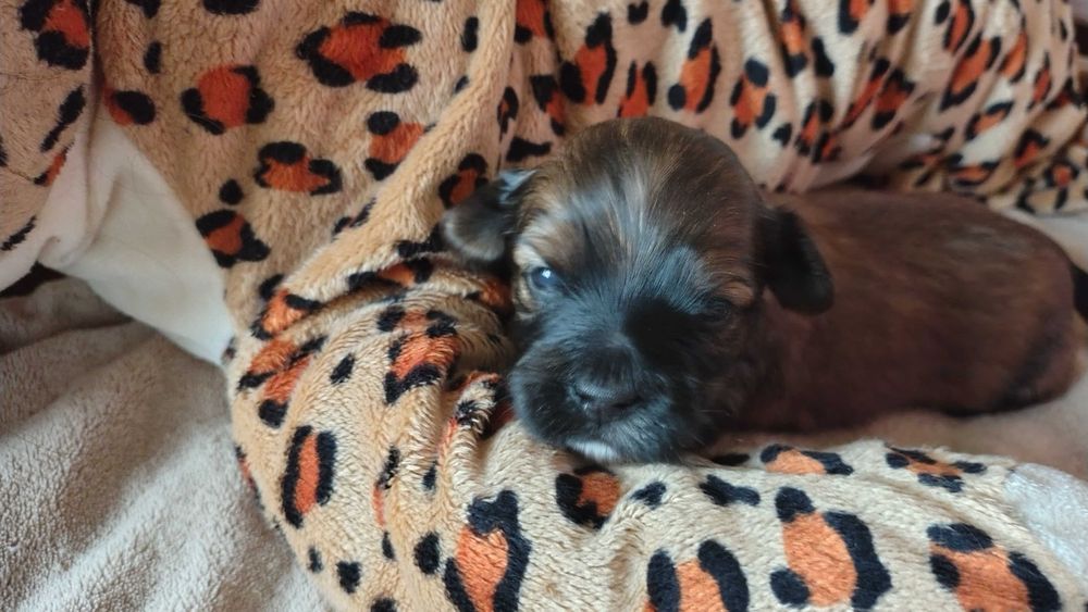 Hawańczyk chłopiec z rodowodem