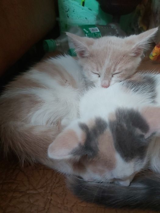 Кошеня хлопчик безкоштовно