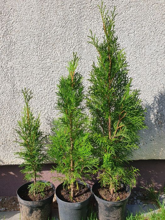 Tuja szmaragd - sadzonki