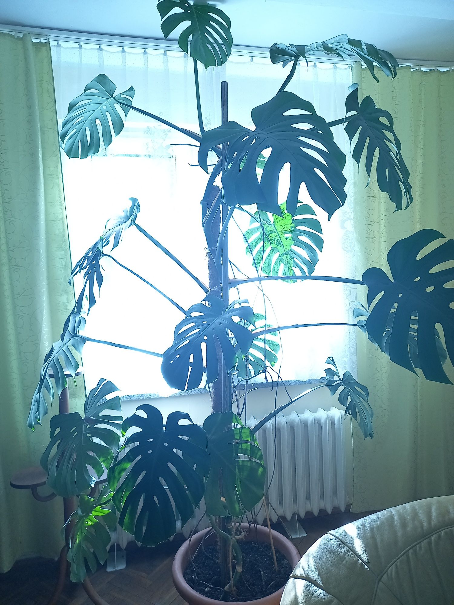 Monstera duża 2,5 m
