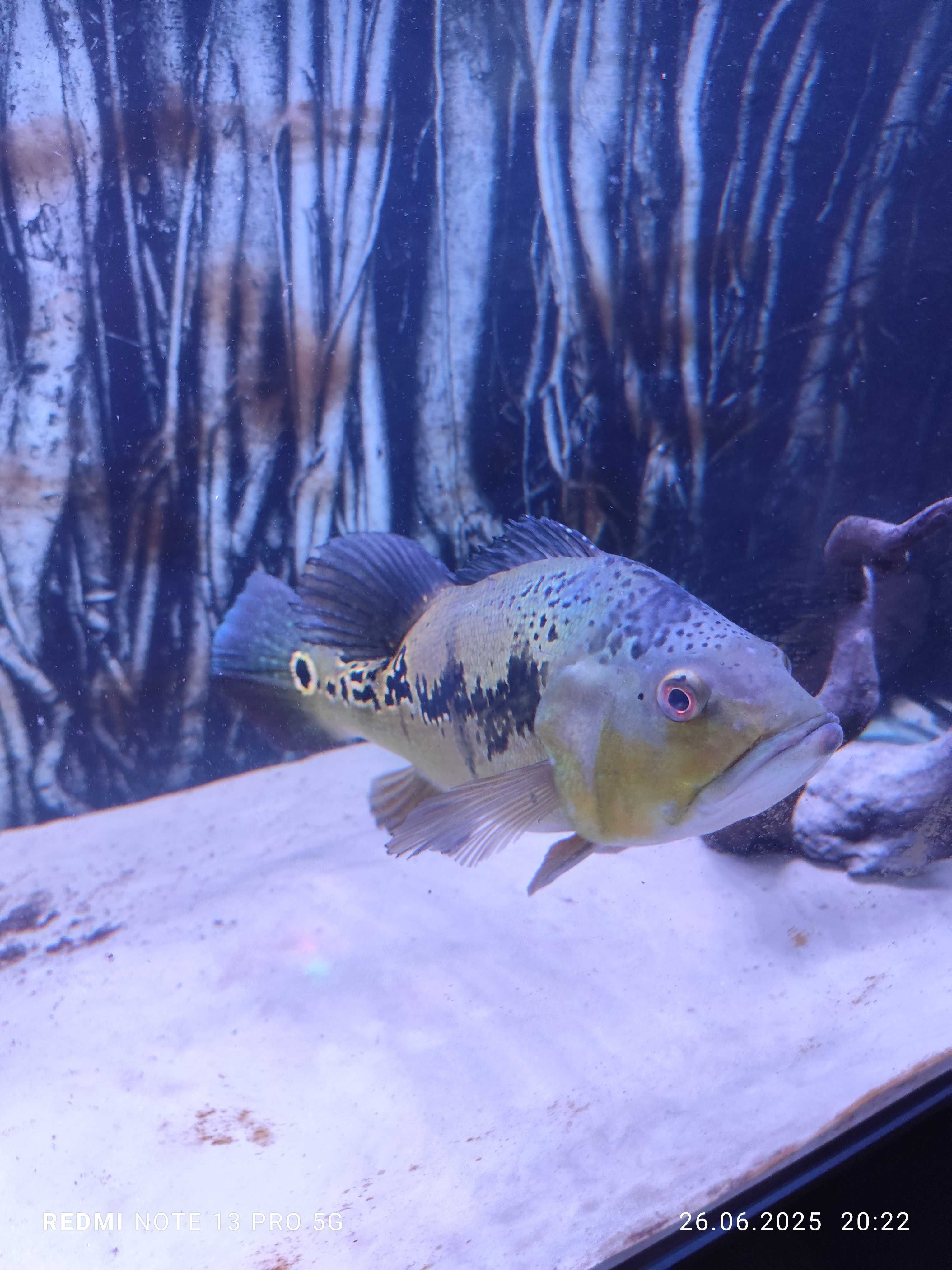 Cichla ocellaris