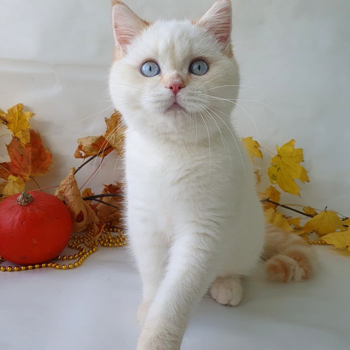 Киев породистый, клубный, голубоглазый котик. Котята, котенок