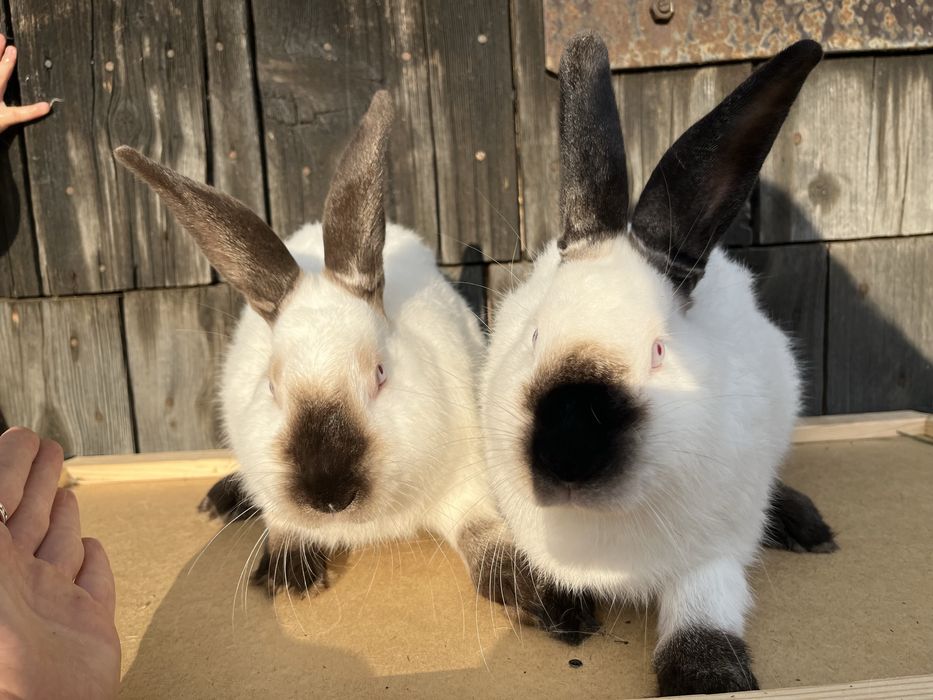 Samczyk kalifornijski czarny