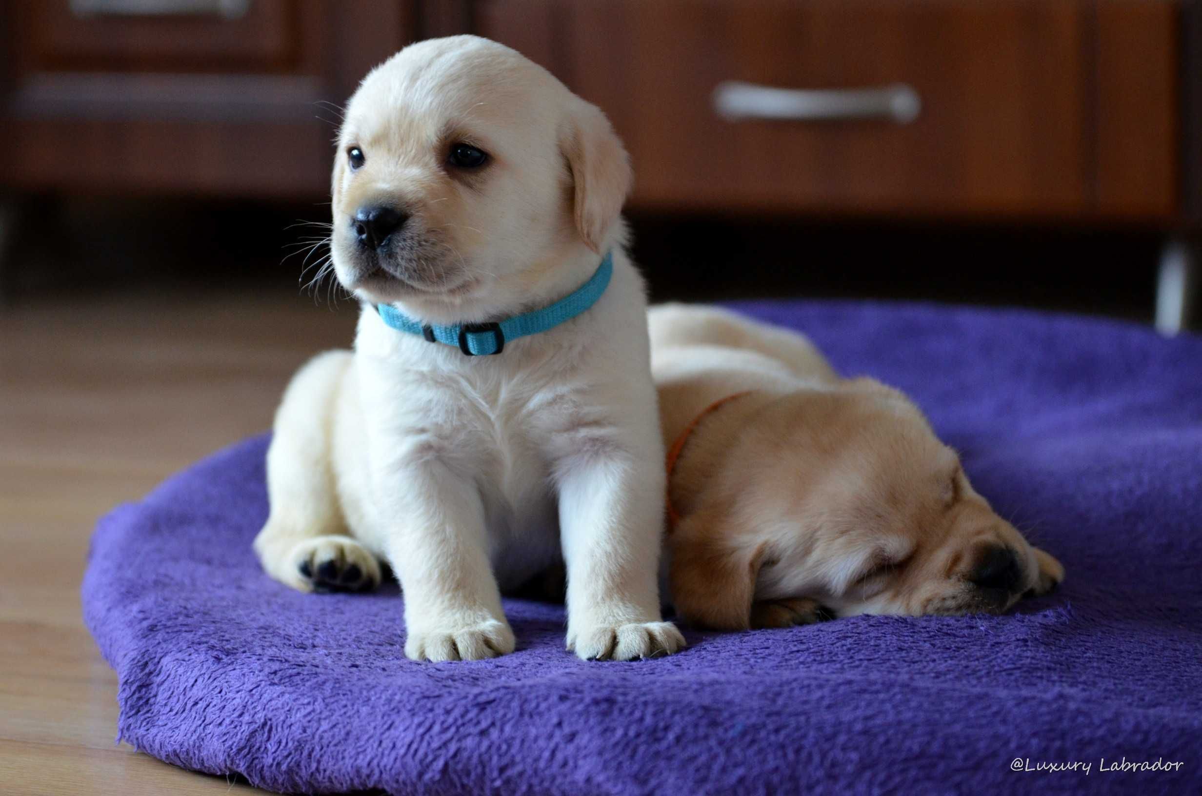 Labrador Retriever maść biszkoptowa  ZKwP (FCI)