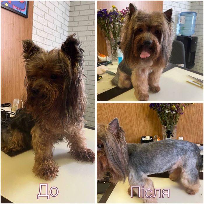 Стрижка собак мелких и средних пород