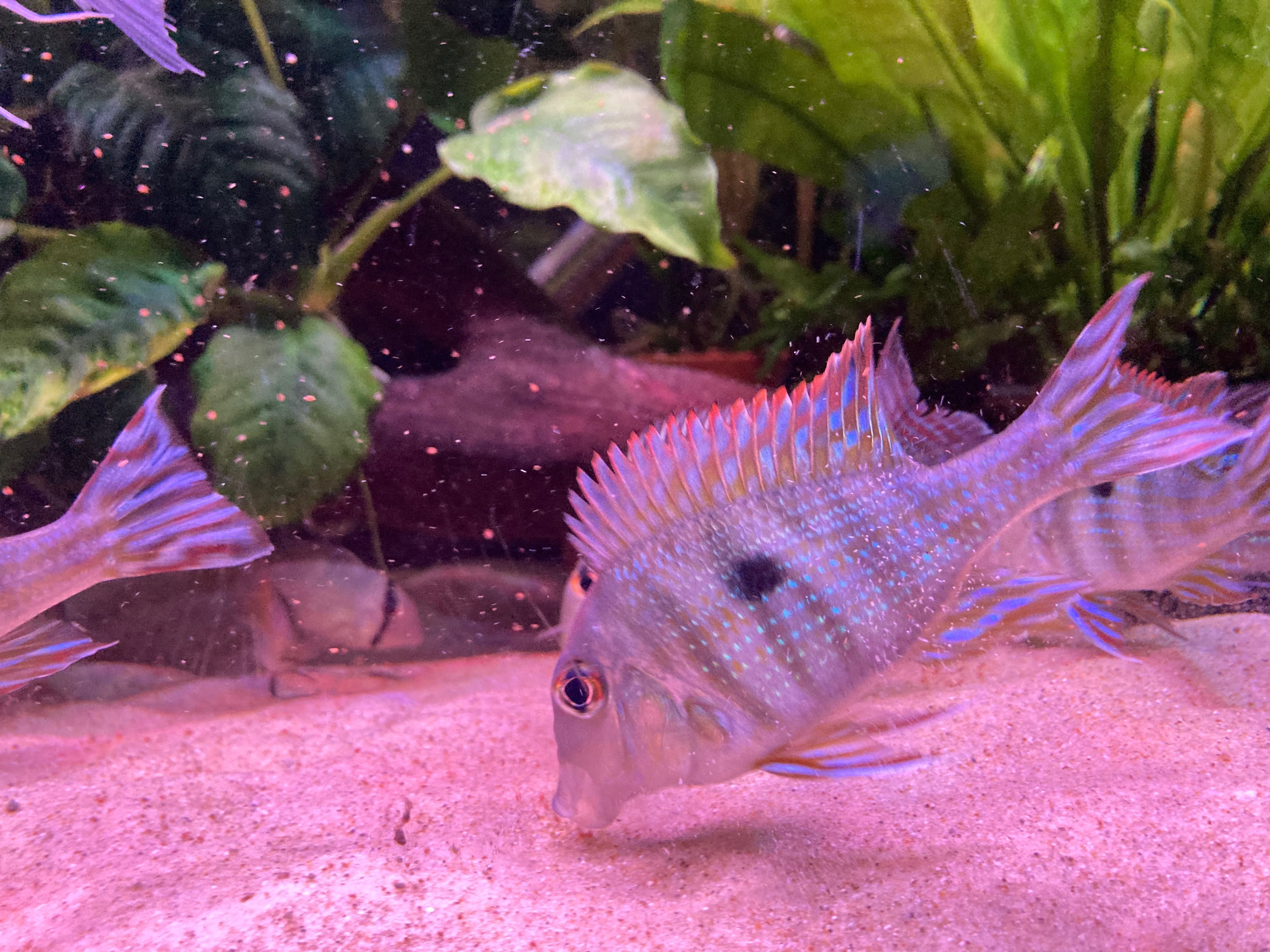 5 Geophagus red head tapajos
