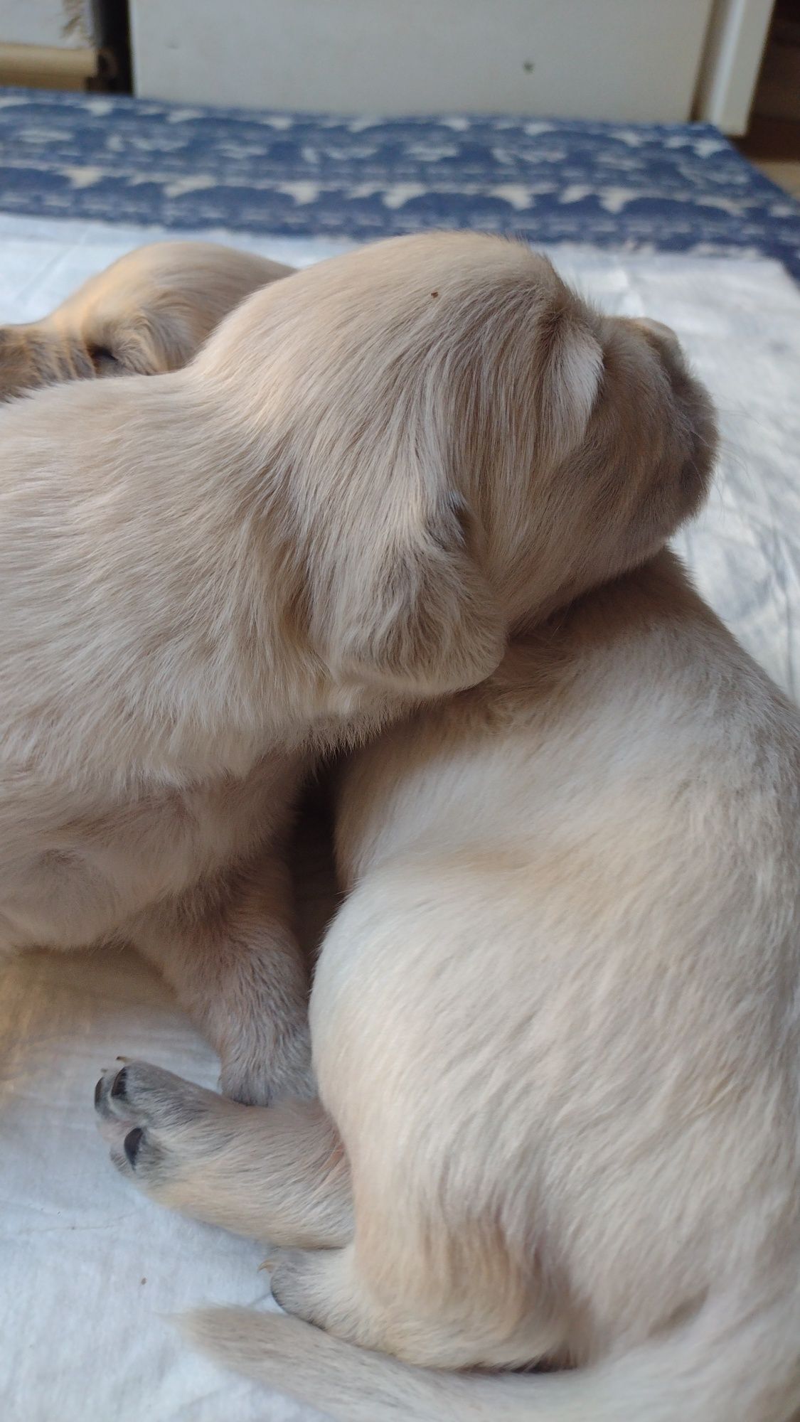 Golden Retriever szczeniaki piesek ZKwP/FCI