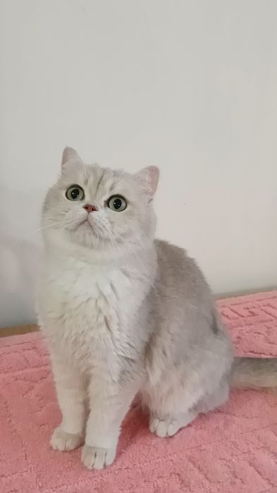 Британская золотая шиншилла.