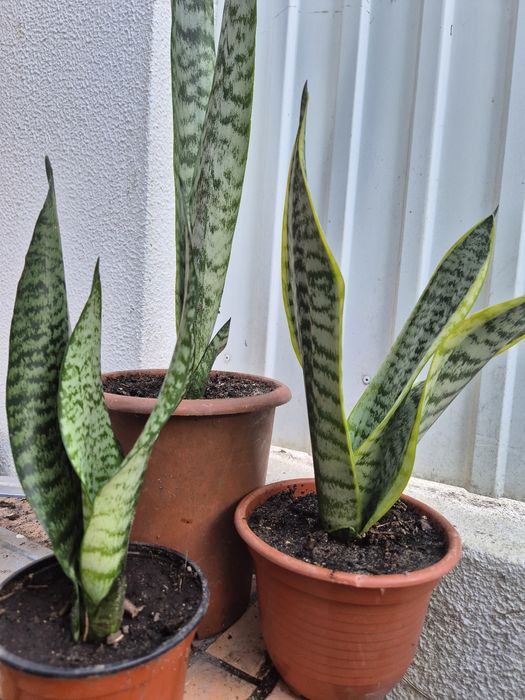 Espada de São Jorge e de Santa Bárbara