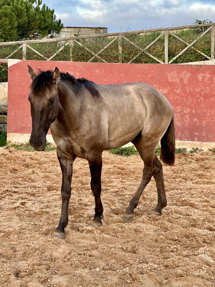 Poldro Lusitano Puro - Potro Bay Blue book Complet Ortigao coast lines