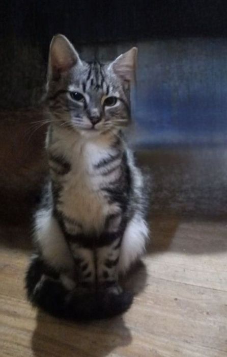 Отдам даром в добрые руки котиков и кошечек