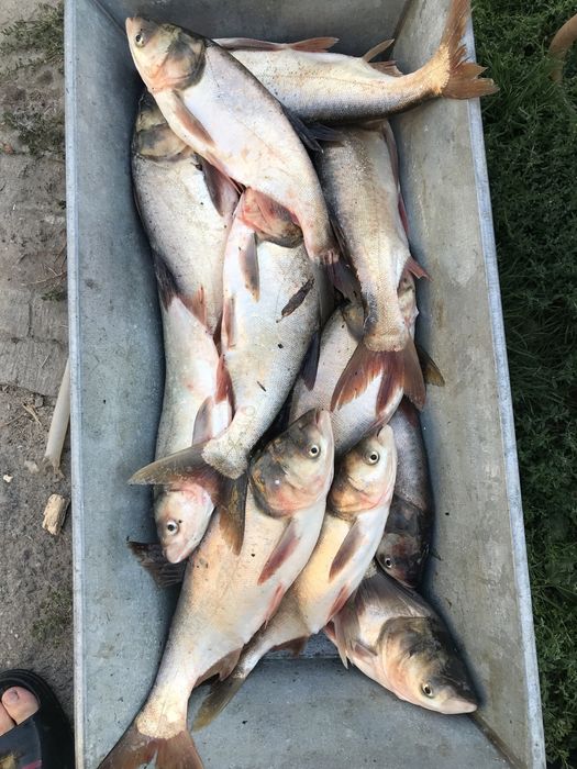 Товстолоб під зарибок (короп)