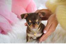 Cudowna Mini XXS czekoladowa Chihuahua