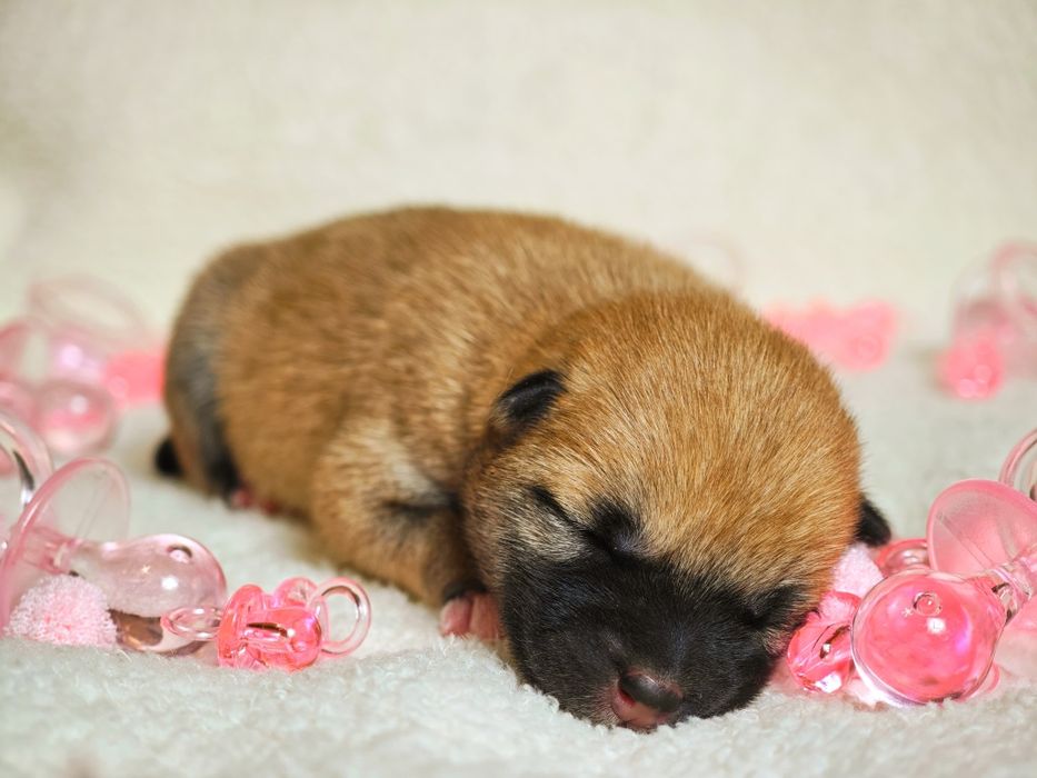 Szczeniak Shiba ZKwP FCI