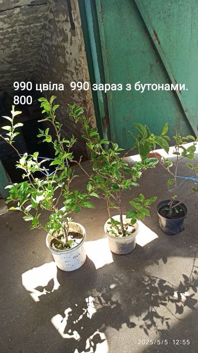 Актинидия самоопыляющаяся двуполая, инжир, крыжовник, игра,малина и др