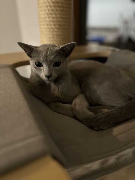 kocurek rosyjski niebieski , ur. 15 XI 2024, FIFE