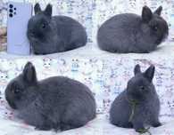 Karzełek niderlandzki, Mini lop baranek, maleńkie cuda - WARSZAWA