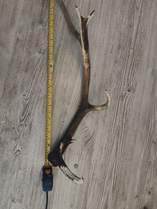 Poroże jelenia 68cm