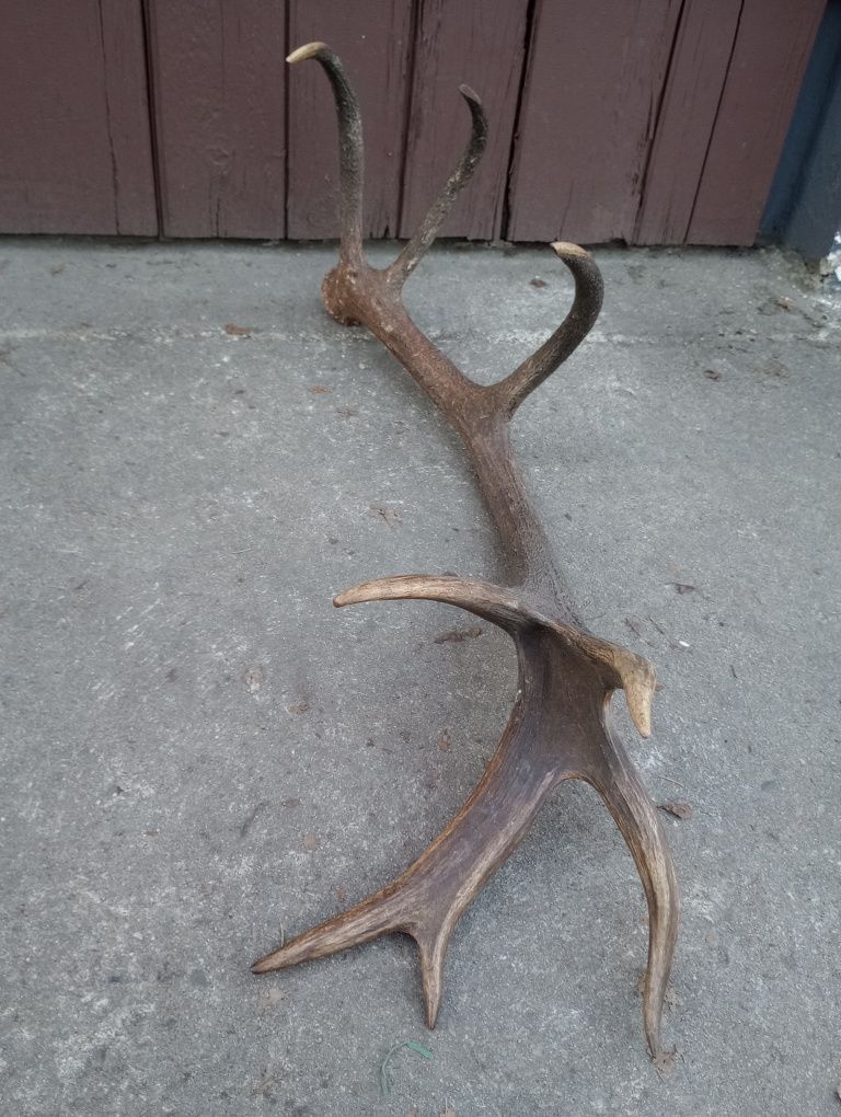 Poroże jelenia - zrzut 16-tak 2,10 kg
