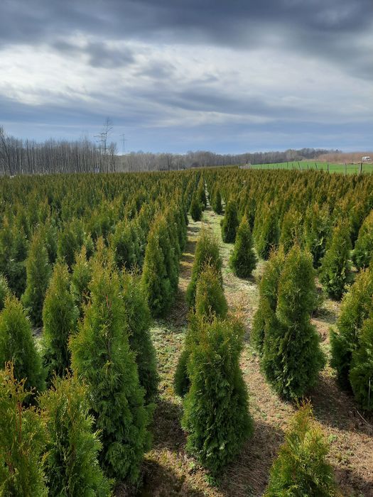 Tuja szmaragd 120 180cm WYPRZEDAŻ