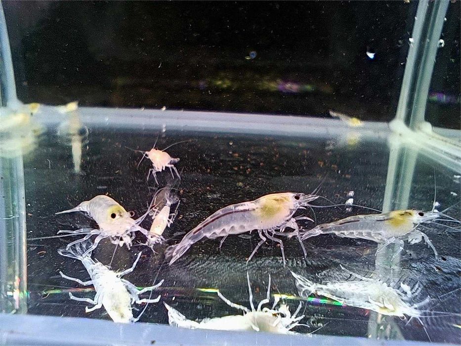 Krewetki White Pearl (Gratisy)