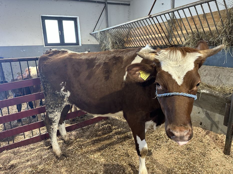 Jałówka młoda 430kg
