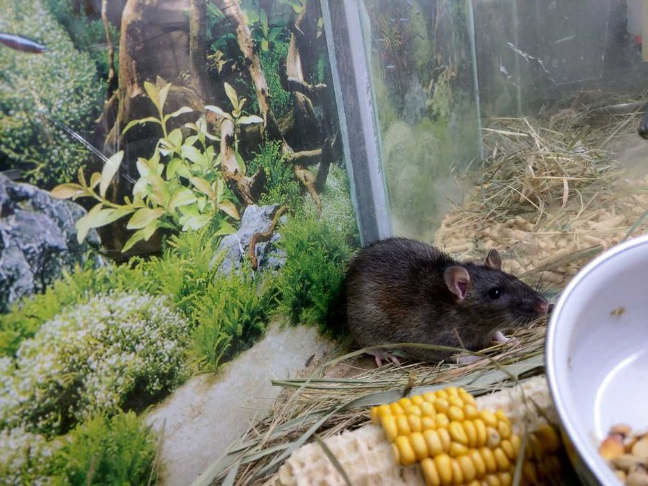 Пацюк, Криска,Гризун,Тваринка