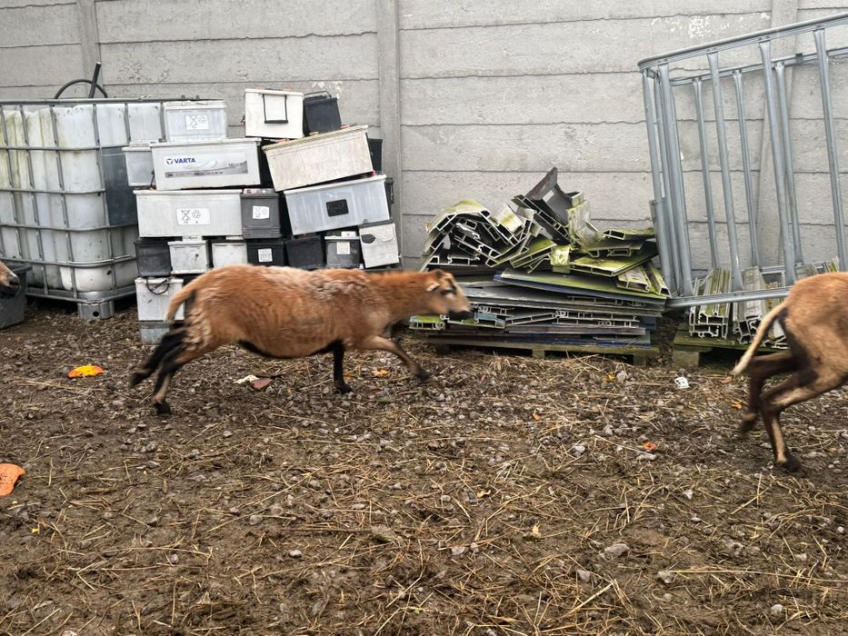 Owce kamerunskie zakocona dorper