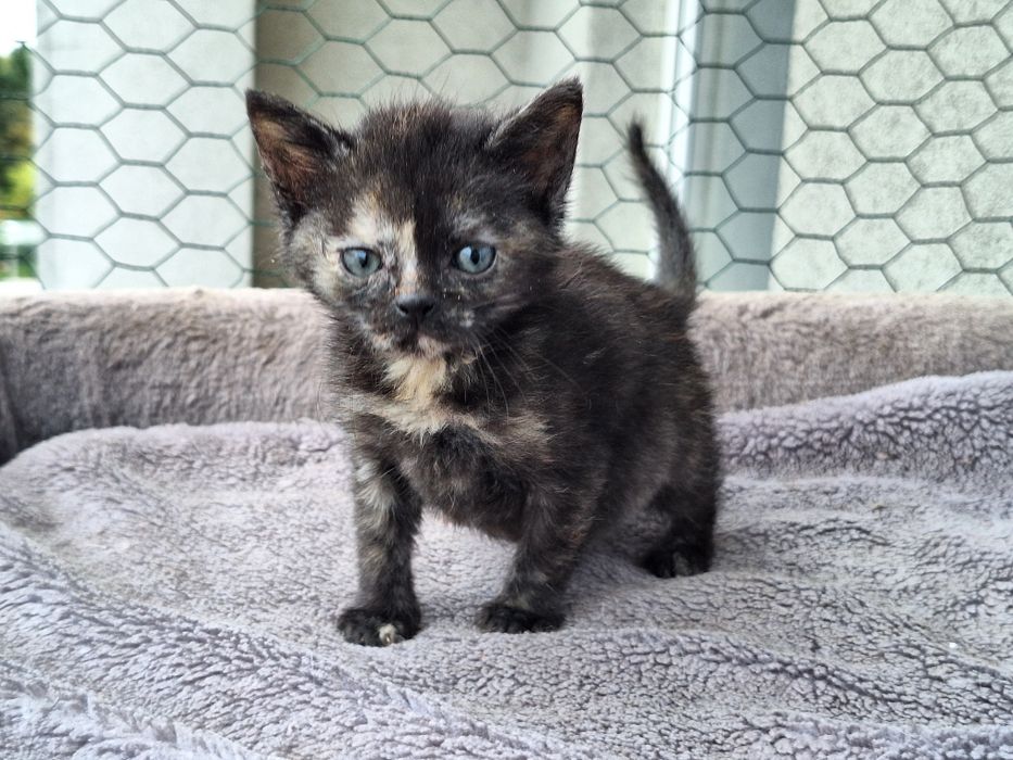 Aria i Karmel – dwie małe iskierki, wyjątkowo umaszczone RUDY