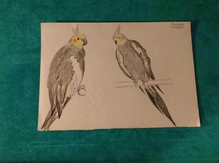 Desenhos Marques Perdigão