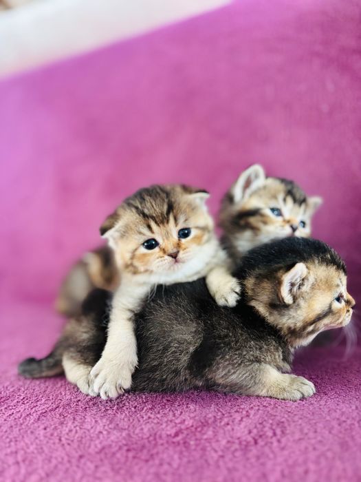 Шотландські кошенята бронь