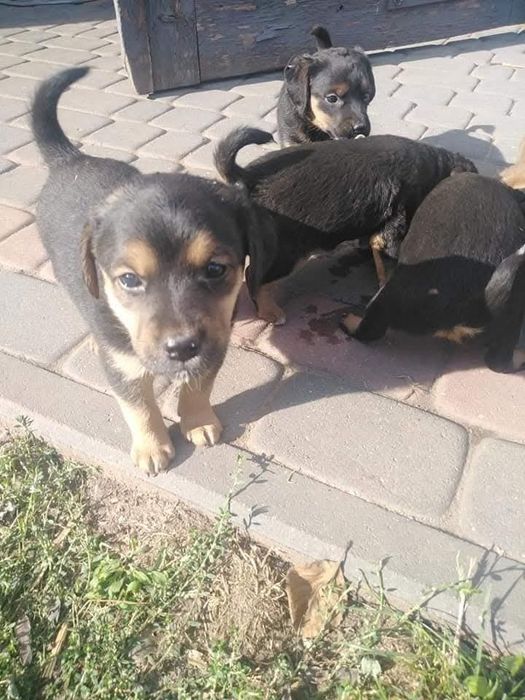 Oddam za darmo pieski