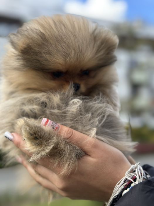 Pomeranian typ misia - kochany maluszek