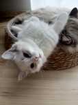 Kocurek ragdoll blue bicolor